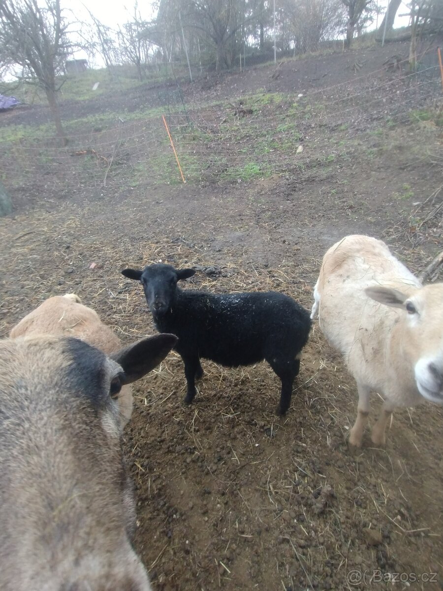 Ovečka 75% dorper - 4