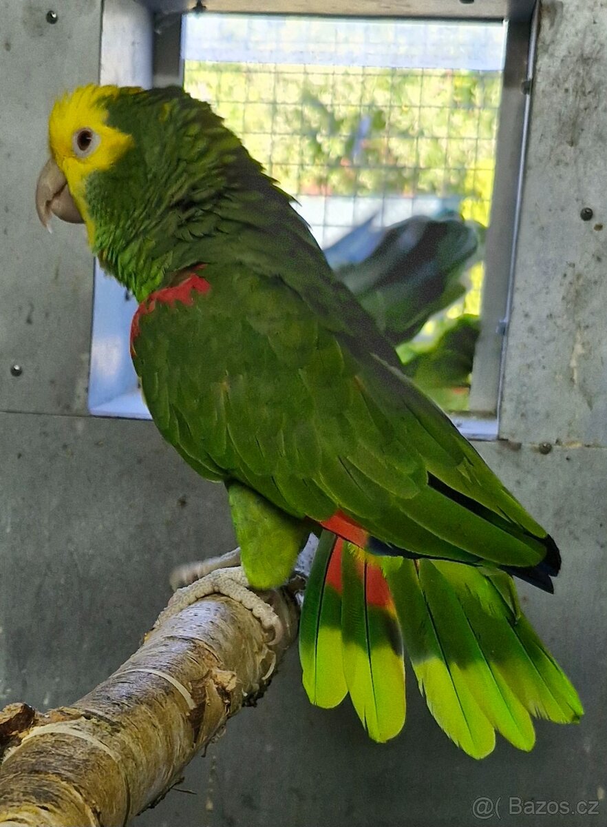 Amazoňan oratrix - 4