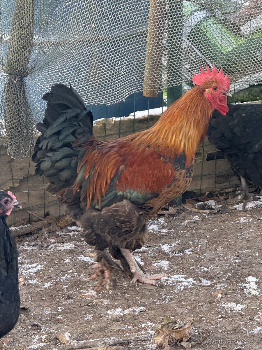 🐓 Prodáváme krásné mladé kohoutky - 4