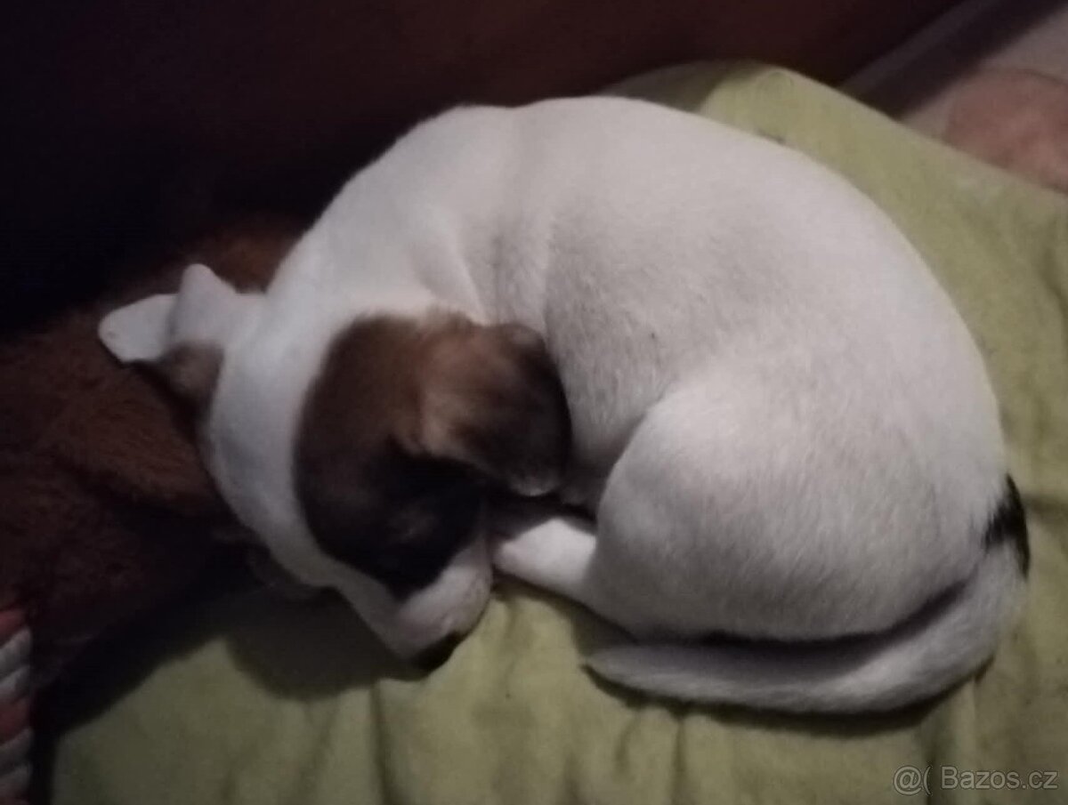 Štěňátko - fenka JACK RUSSELL teriér k odběru IHNED - 4