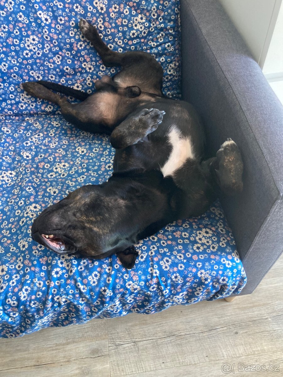 Sraffordšírský bullteriér - krytí - 4