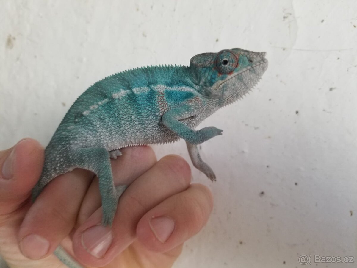 Chameleon pardáli Nosy be - 4