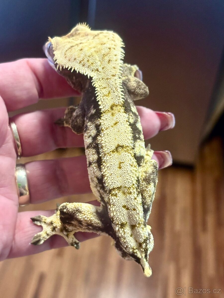 Pagekony řasnatý samec 38g - 4