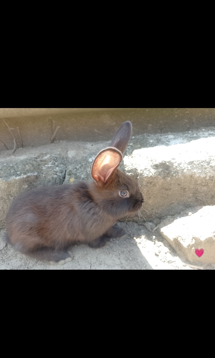 Mazlivý králíčci na prodej - 4