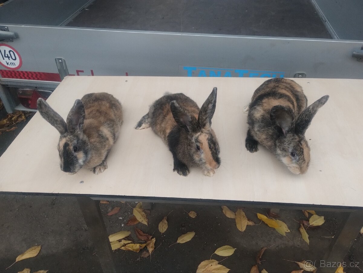 Králíci samice do chovu kříženci Hylla x Massyla - 4