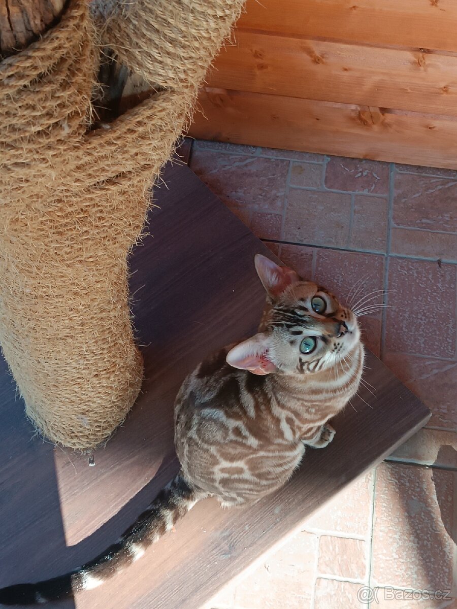 PŘEDBĚŽNÁ REZERVACE LUXUSNÍ Bengálská stříbrná koťáta s PP - 4