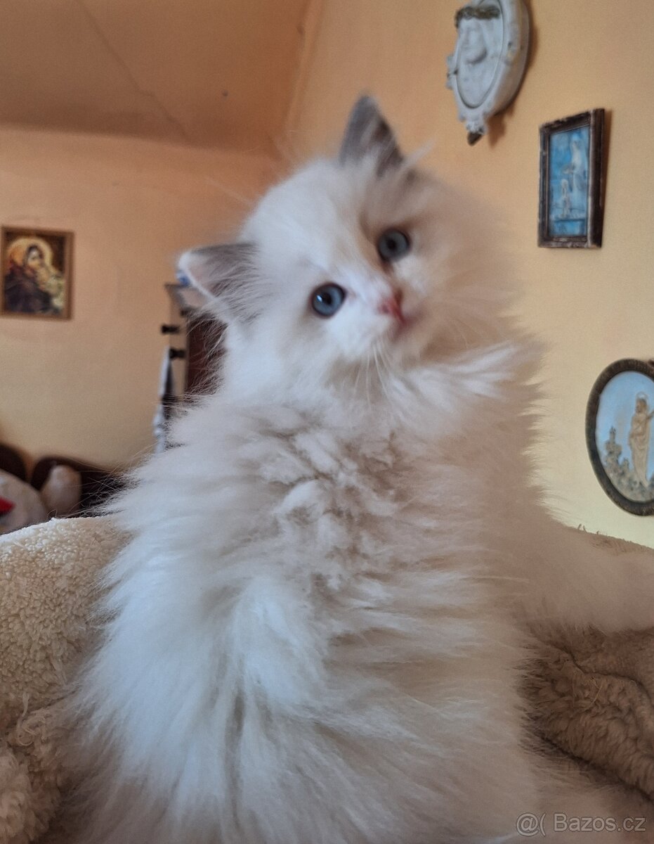 Nádherný kocourci Ragdoll s pp - 4