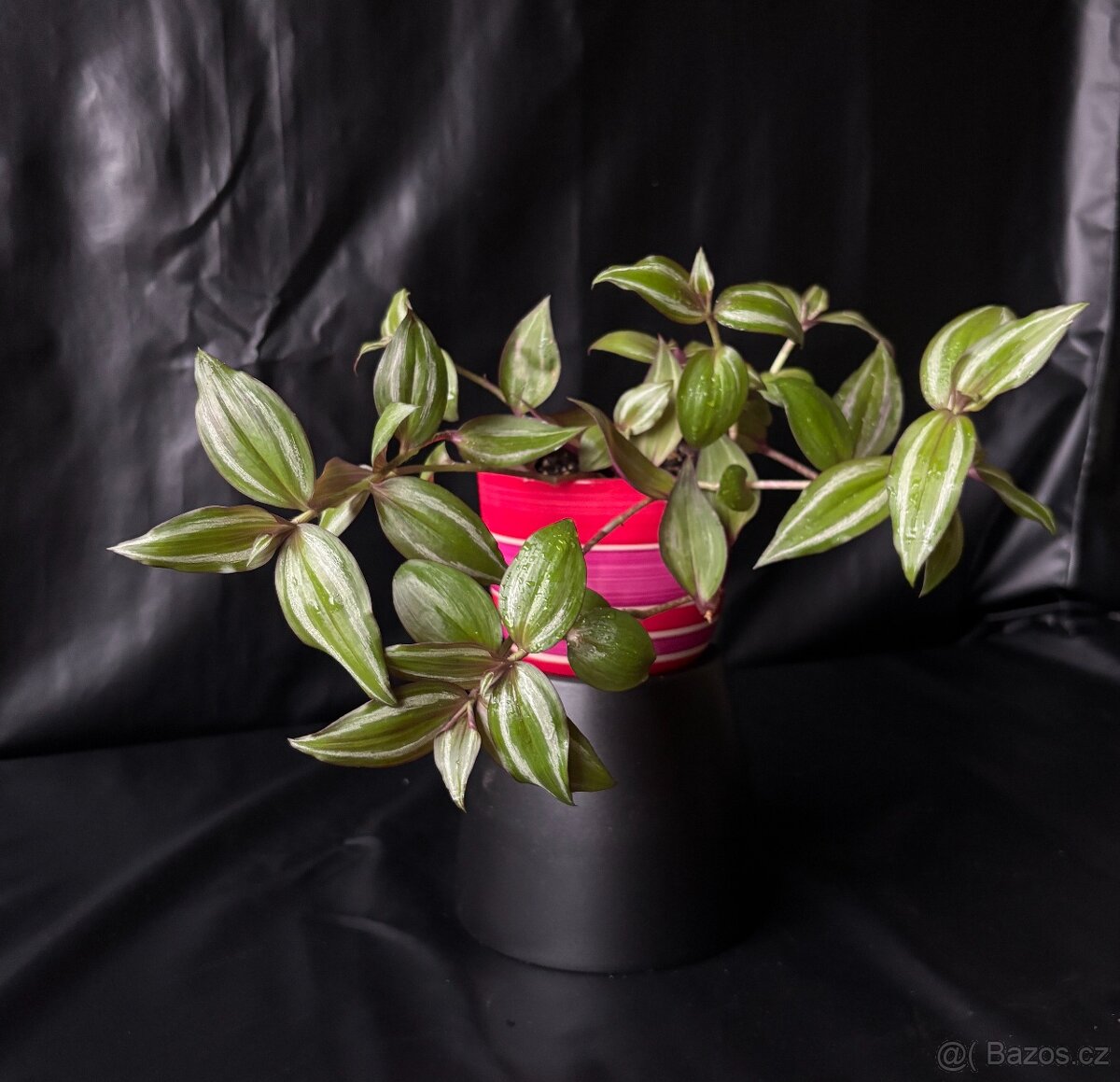 SLEVA⤵️Tradescantia zebrina voděnka - 4