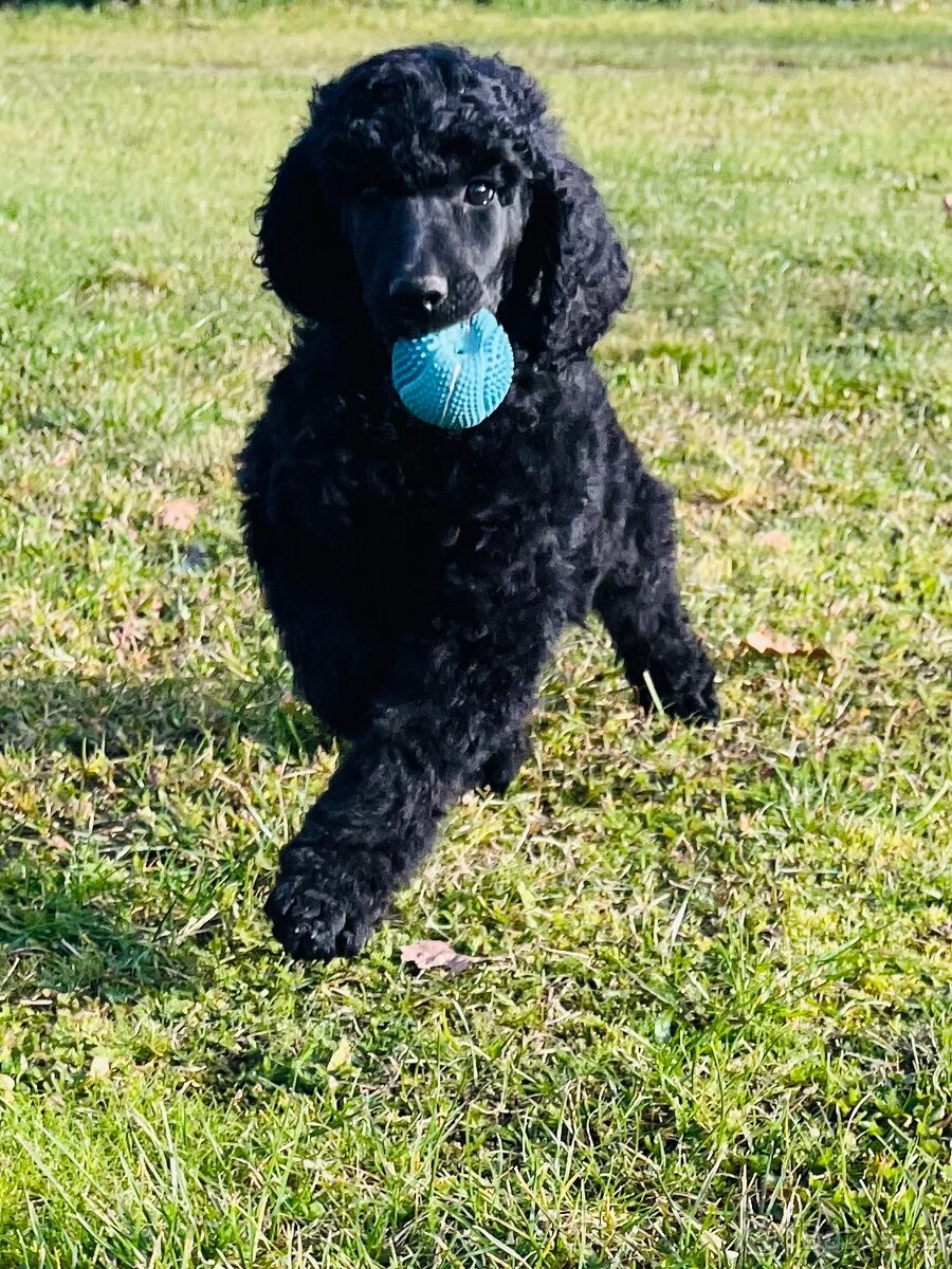 Pudl velký královský s PP - 4