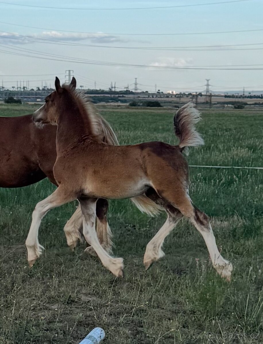 🌟 Hřebeček Welsh Cob v atraktivní barvě 🌟 - 4