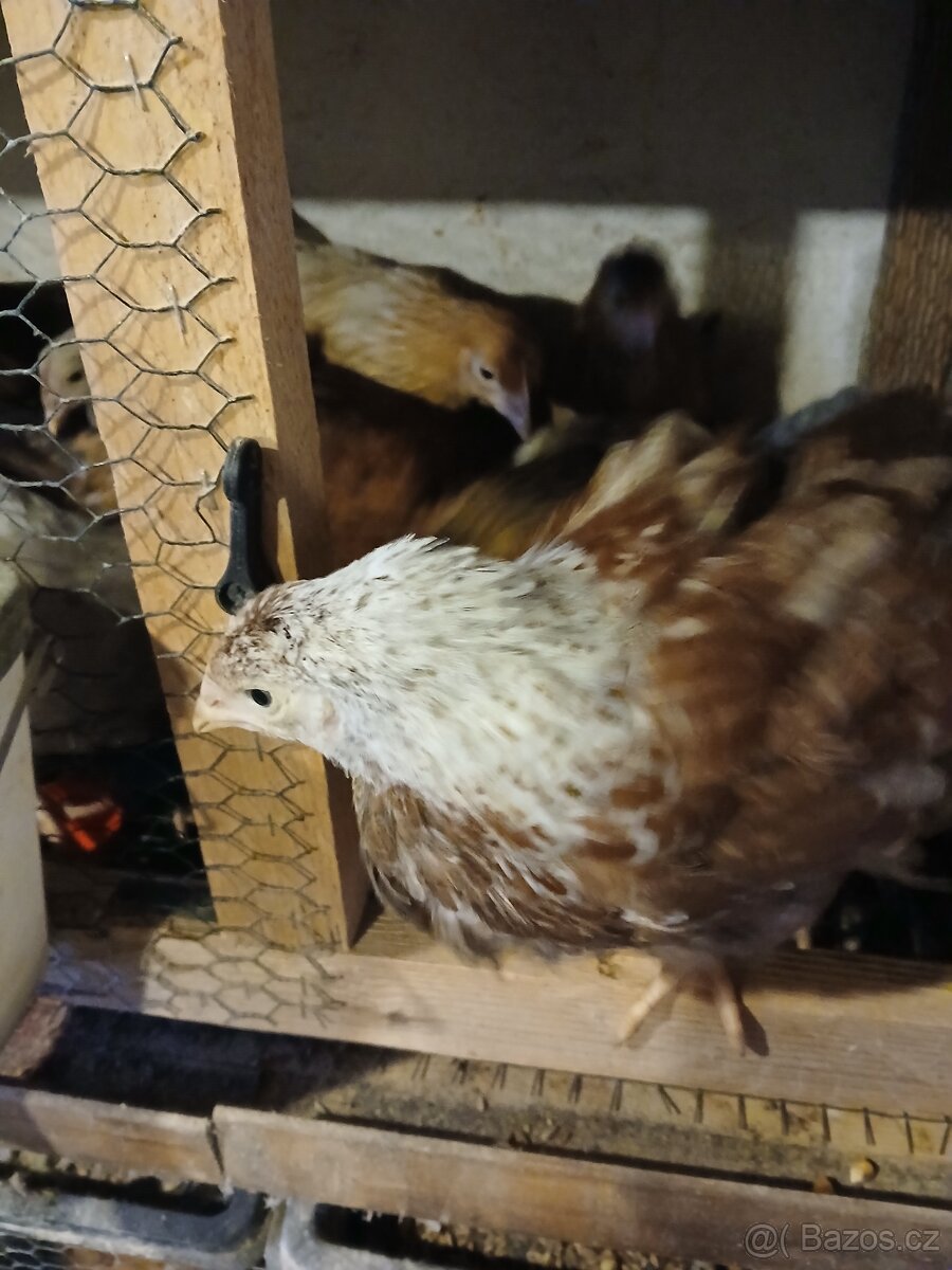 Dominant, slepice, kuřice - 4