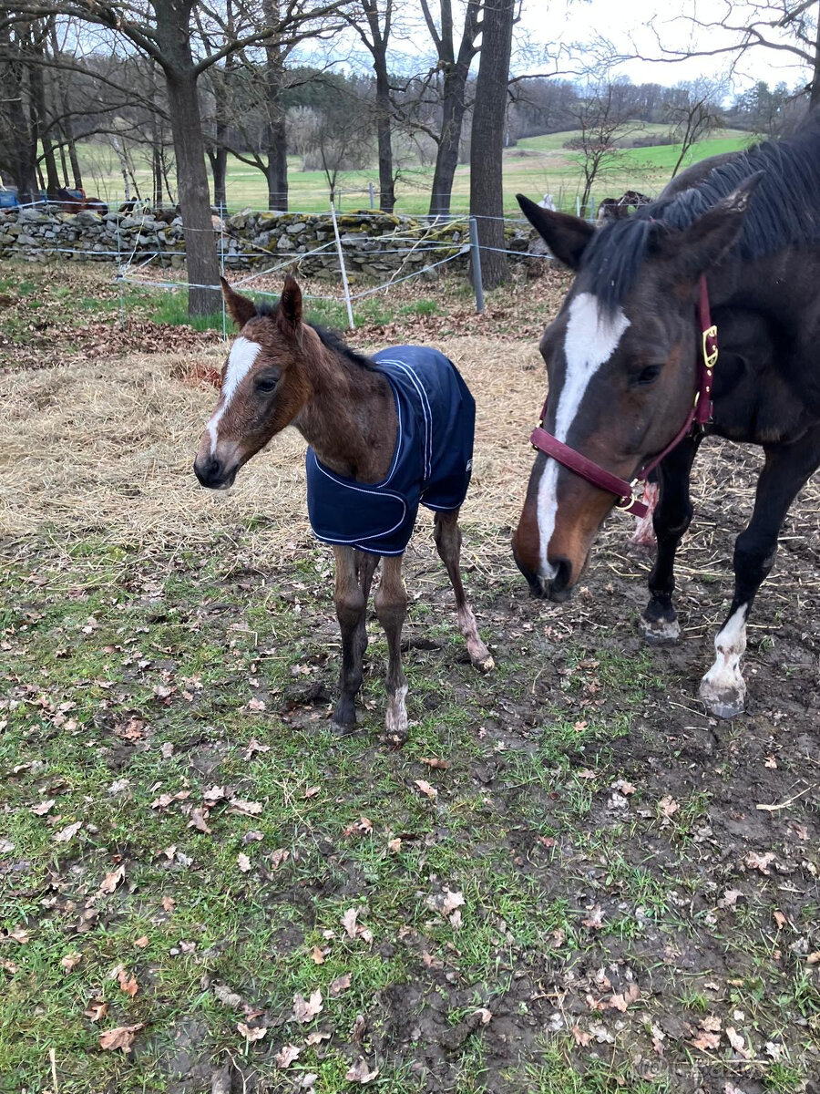 Kobyla ČT do chovu 15 let - 4