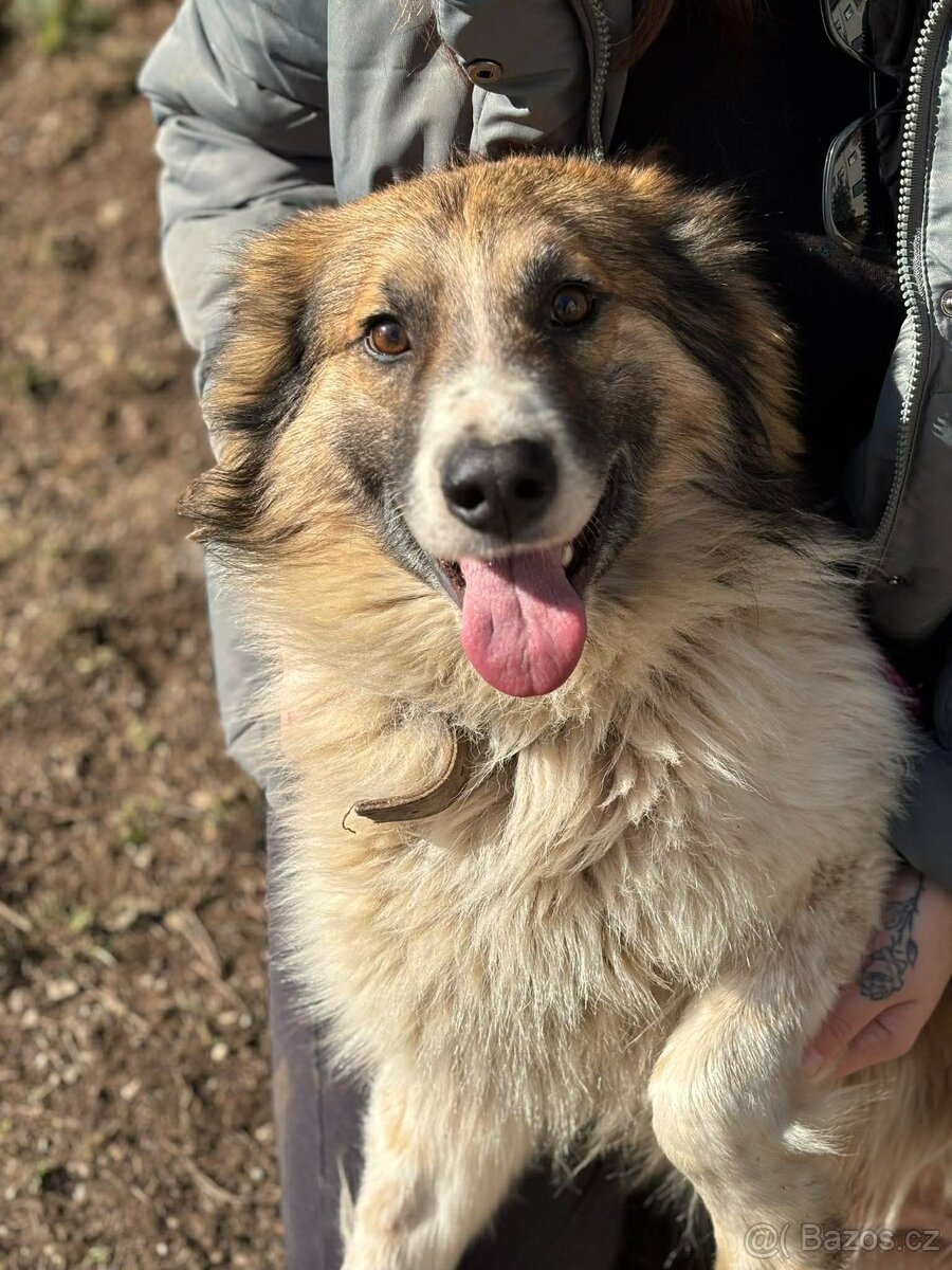 MARCUS - kastrovaný psík 1 rok - 4