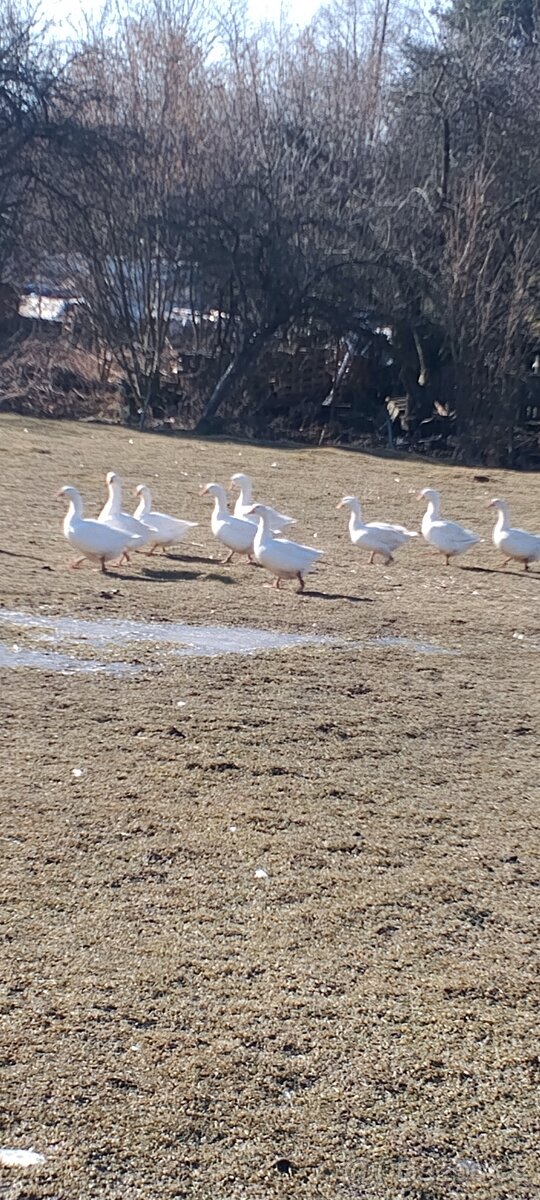 Vejce do líhně - 4