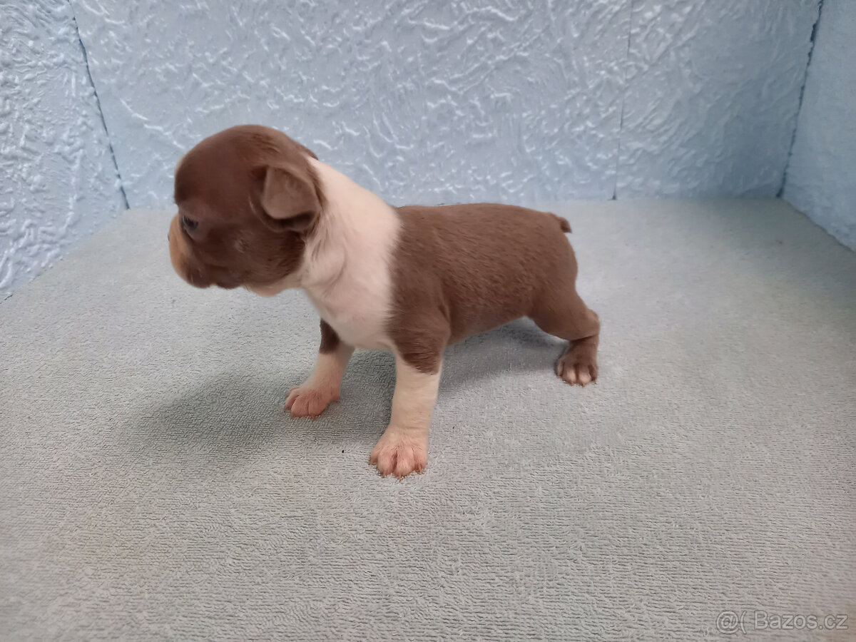 Boston,Bostonský terrier,Boston terrier - 4