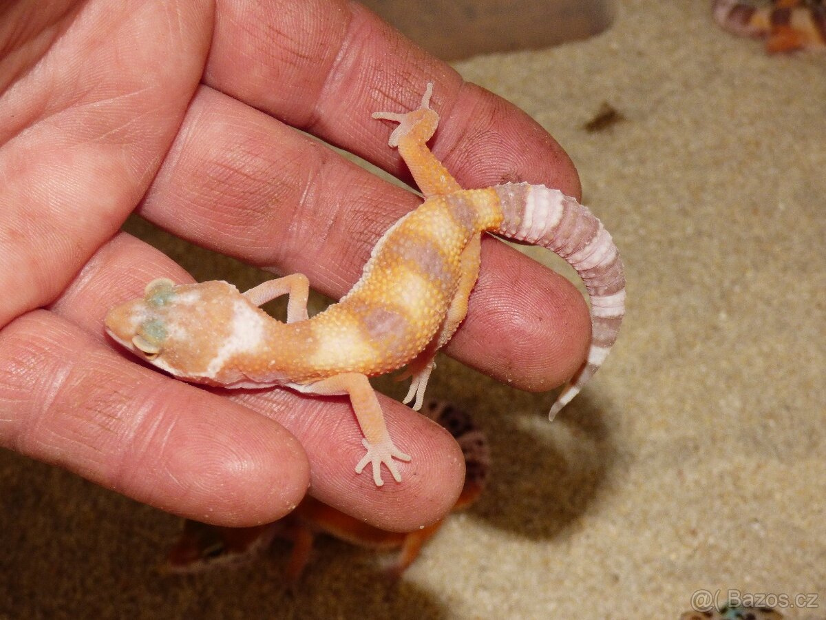 Gekončík noční (Eublepharis macularius) - 4