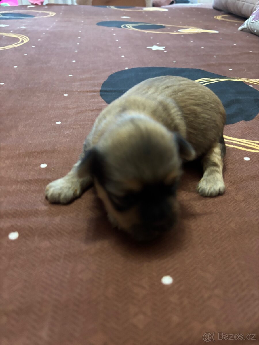 Štěňátka JORKŠÍR@GRIFONKA - 4