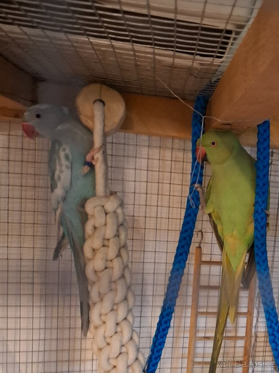 Alexander malý, samice - 4