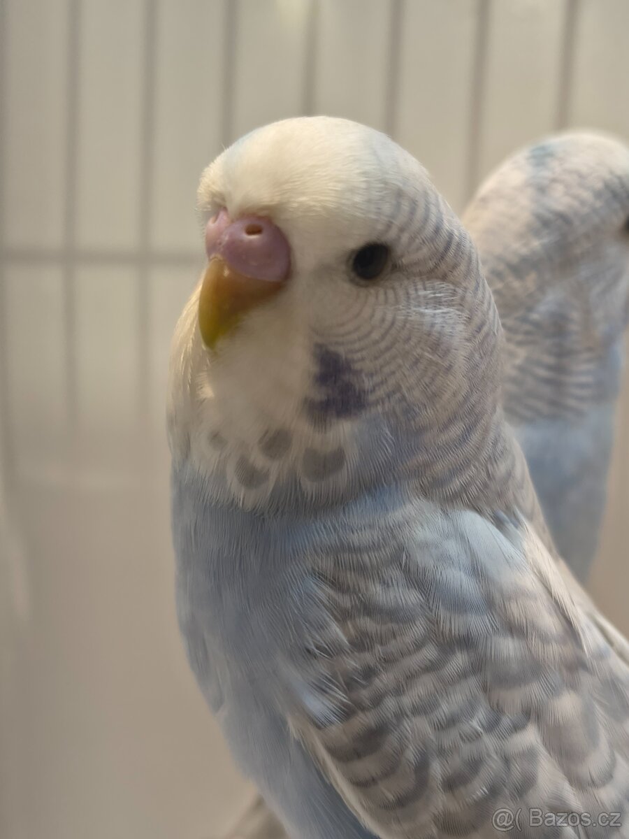 Andulka vlnkovaná perlová - 4