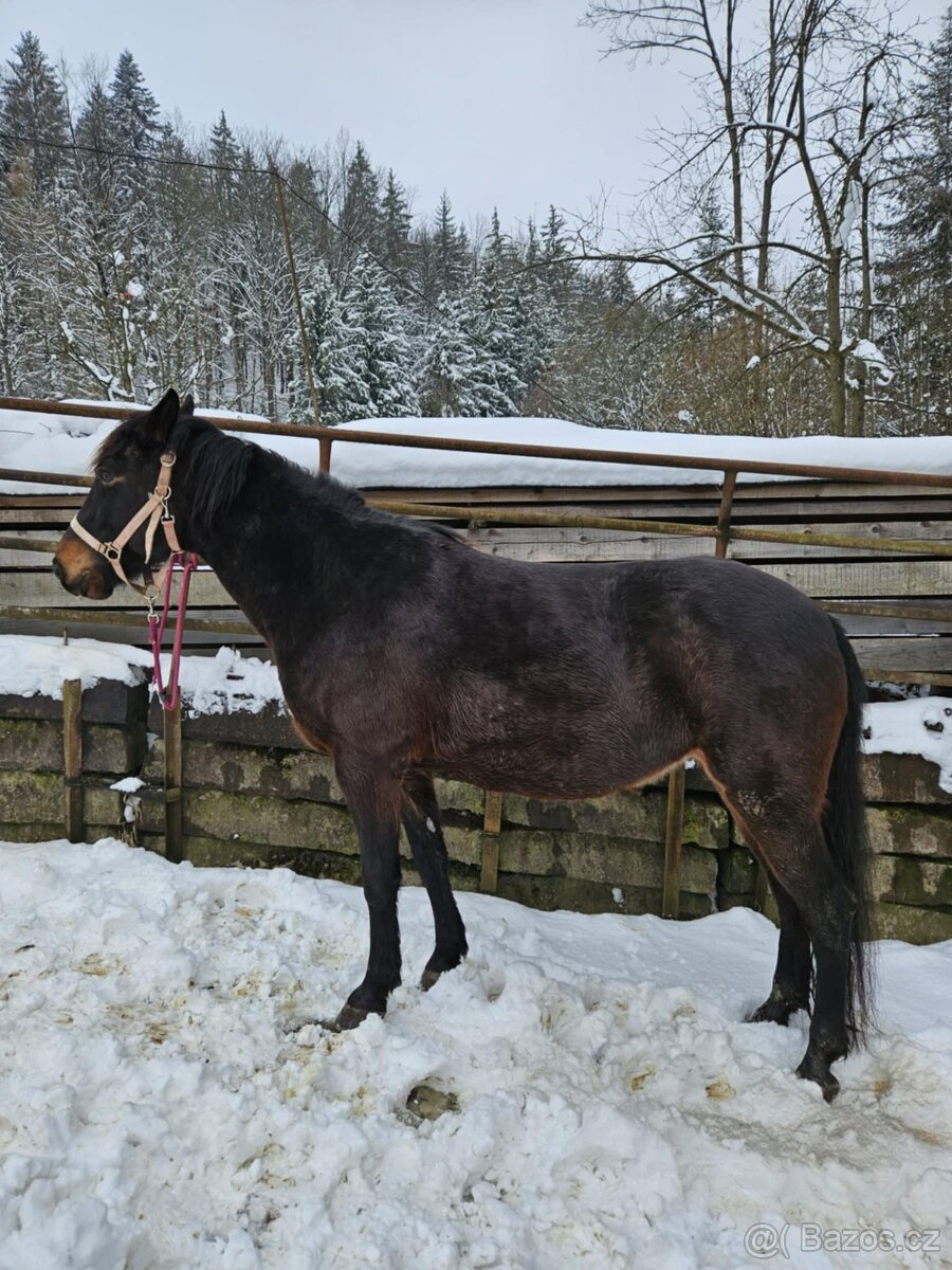 2 koně - 4