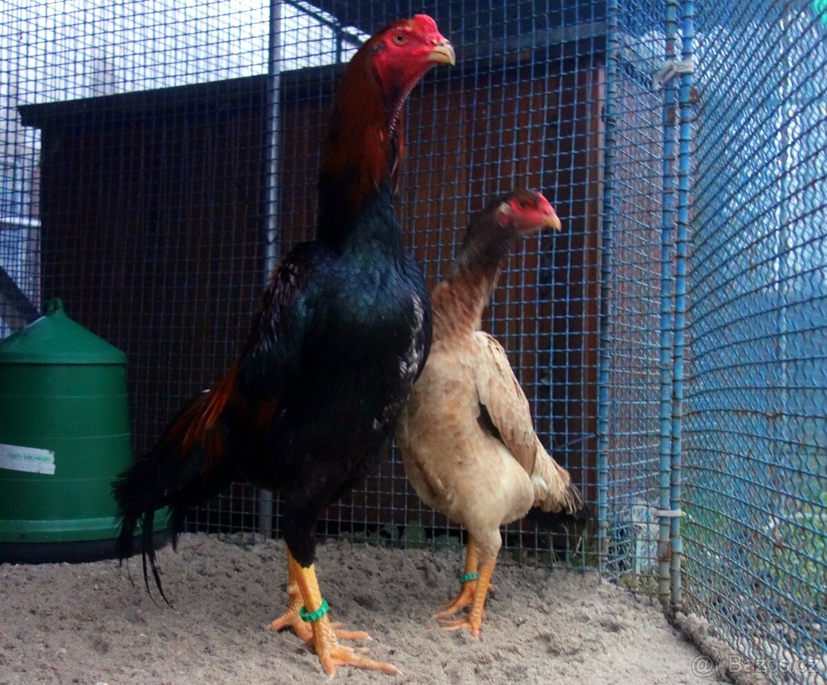 Shamo (šamo) - 4