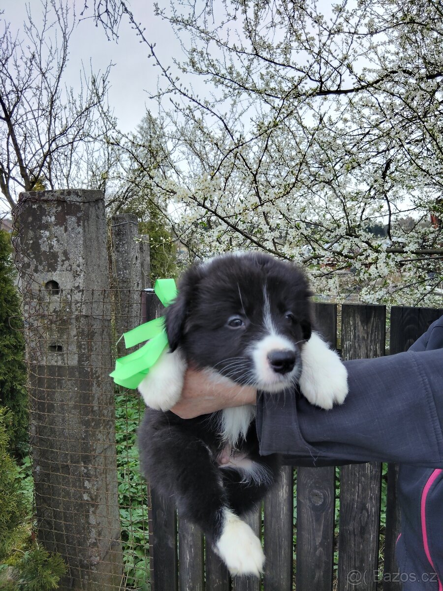 Štěňata border kolie - 4