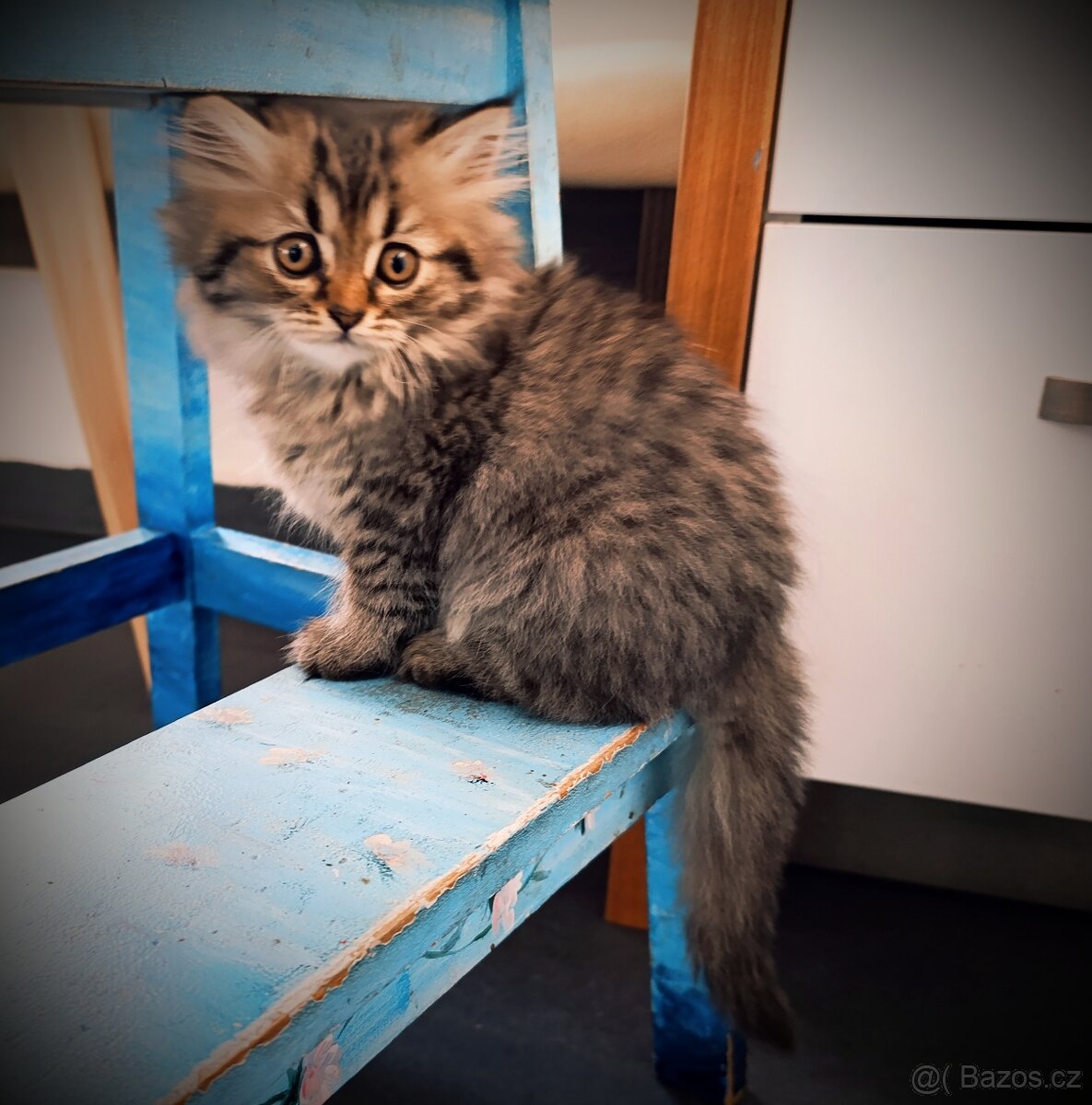 Kotě perské kočičky - 4