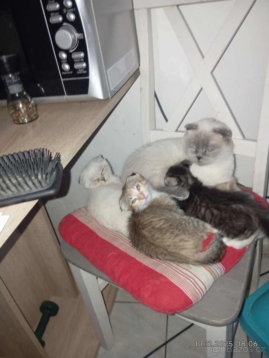 Krásná klapouchá kočička - 4