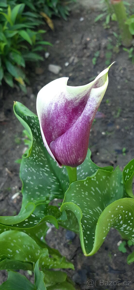 Prodam přebytky - 4