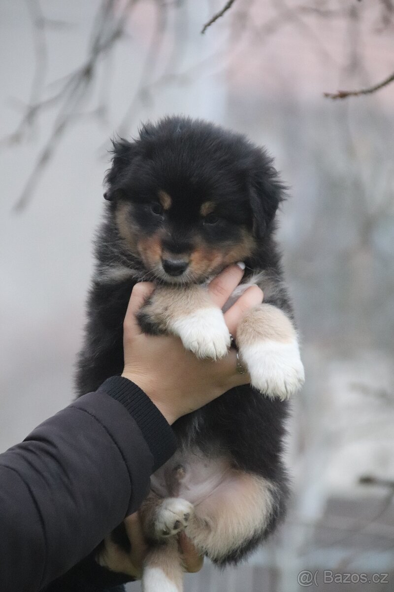 Australských ovčák s PP - 4