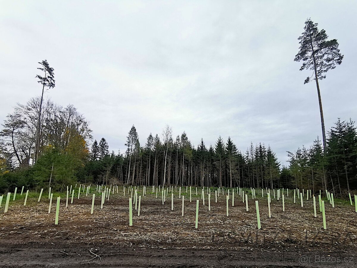 Prodej lesa 233 155 m² Žďár u Nové Včelnice - 4