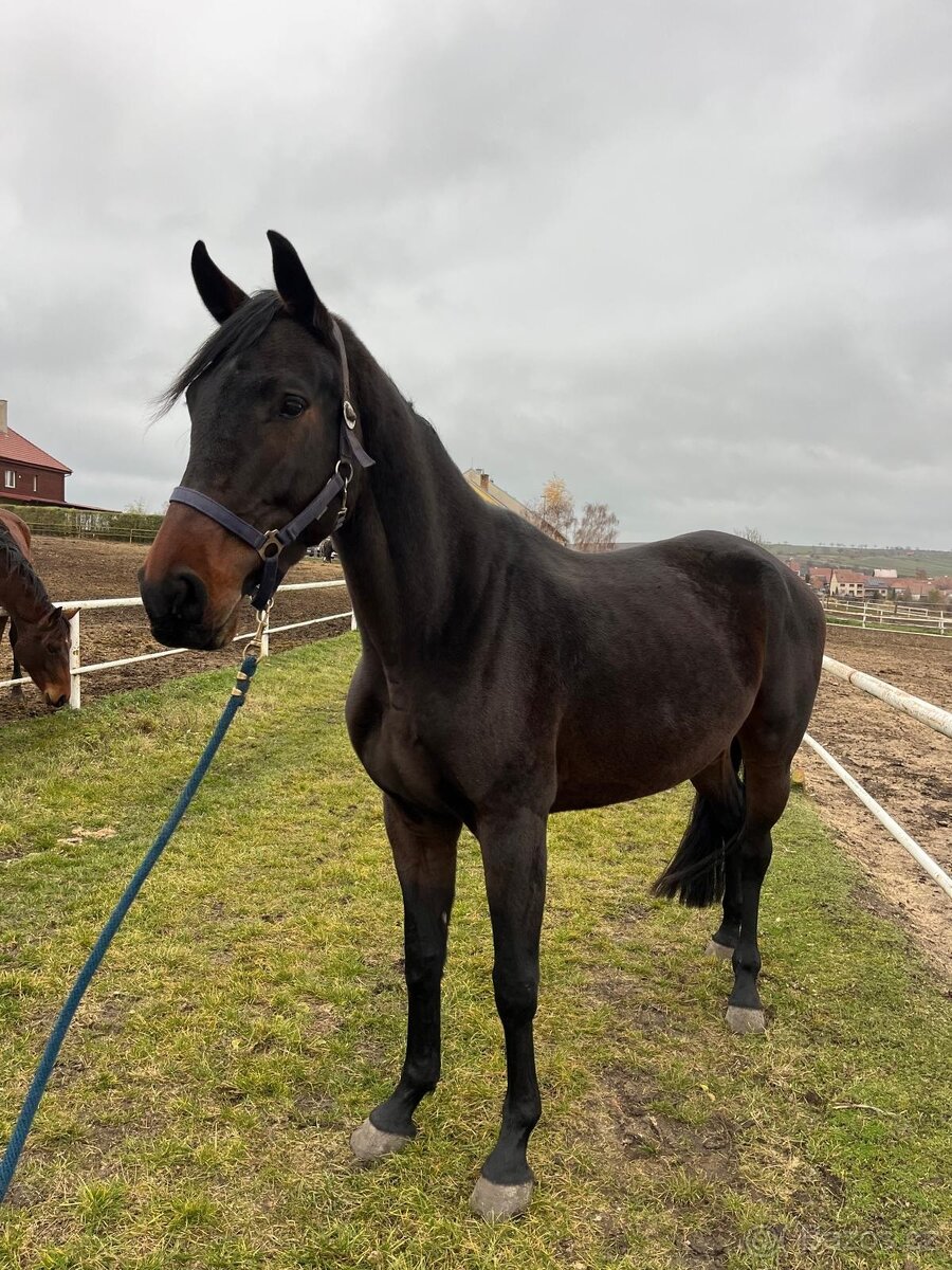 4-letá Oldenburgská klisna s Elite premii - 4