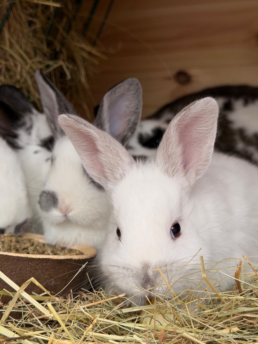 Králíci - 4