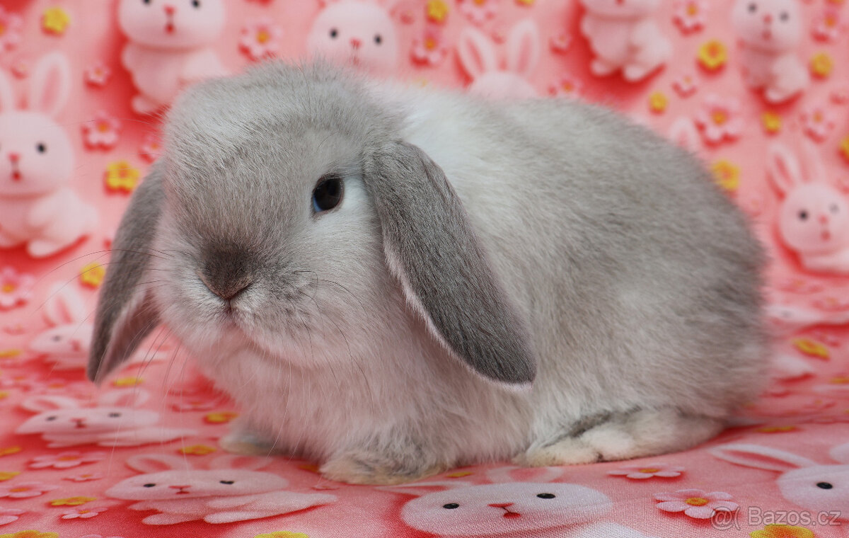 Zakrslí beránci NHD . - 4