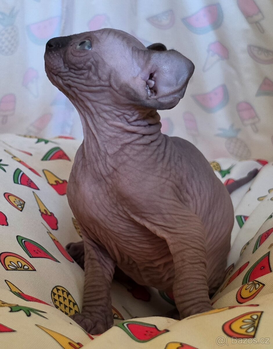 Rezervace koťát ELF sphinx - 4