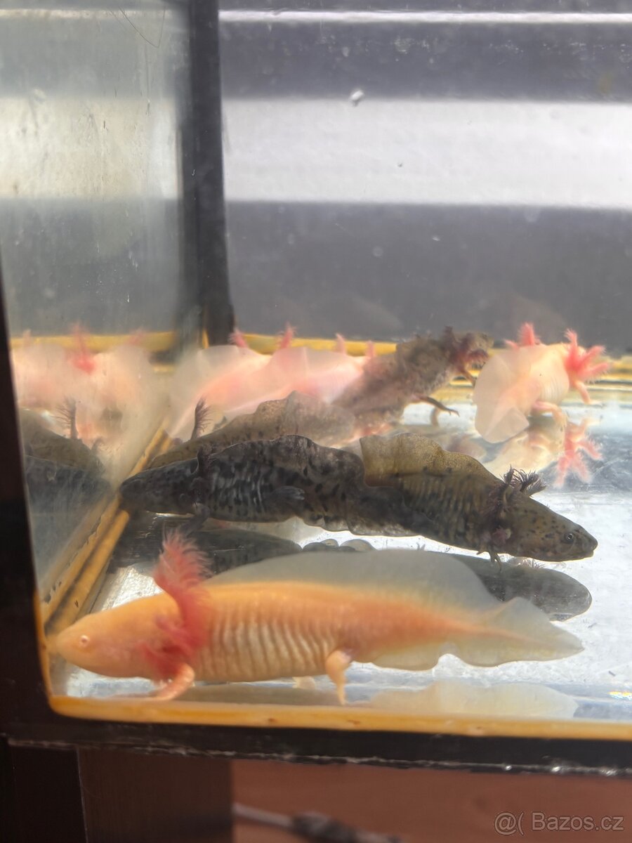 Axolotl - 4