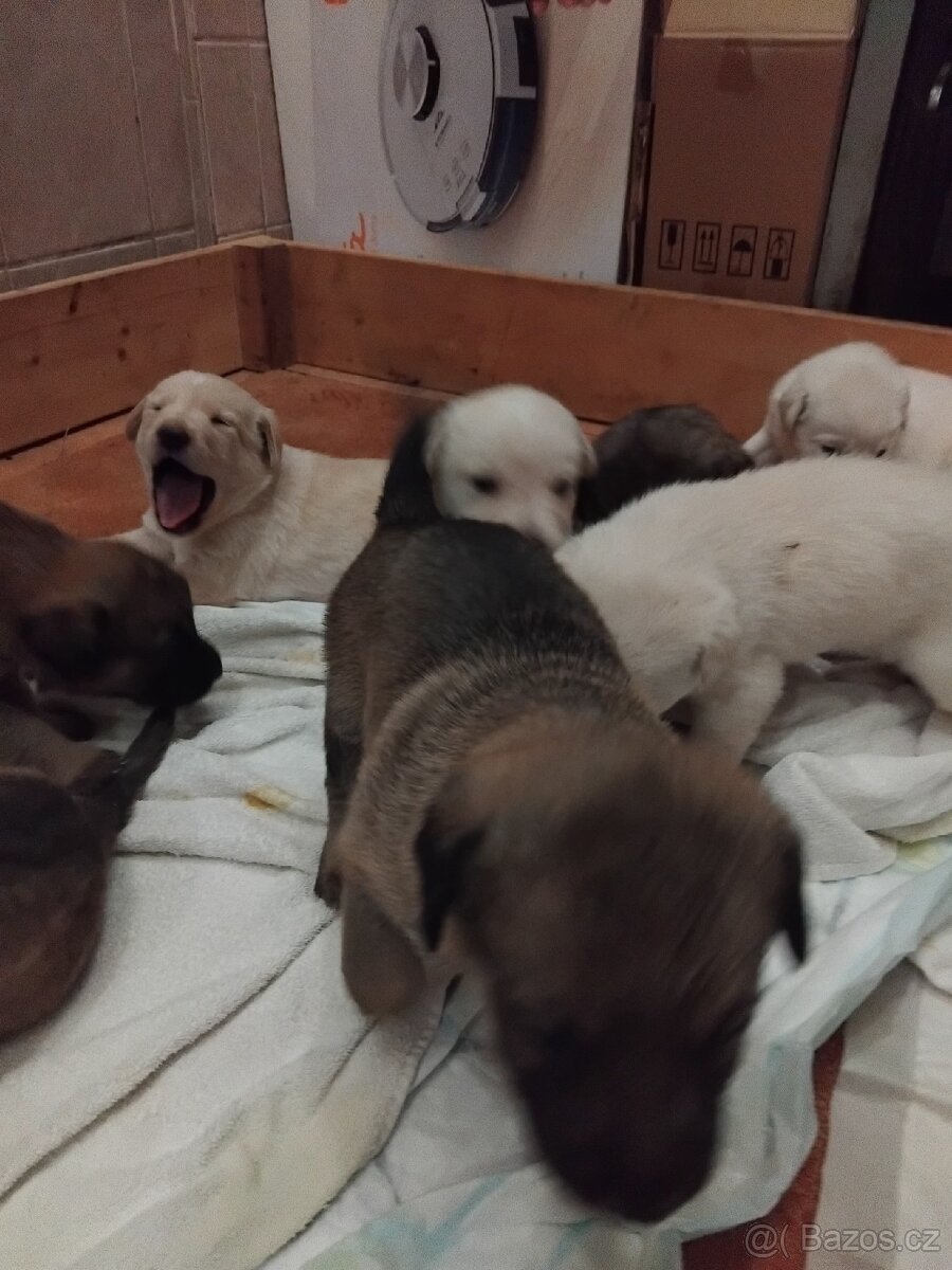 Štěňata - 4