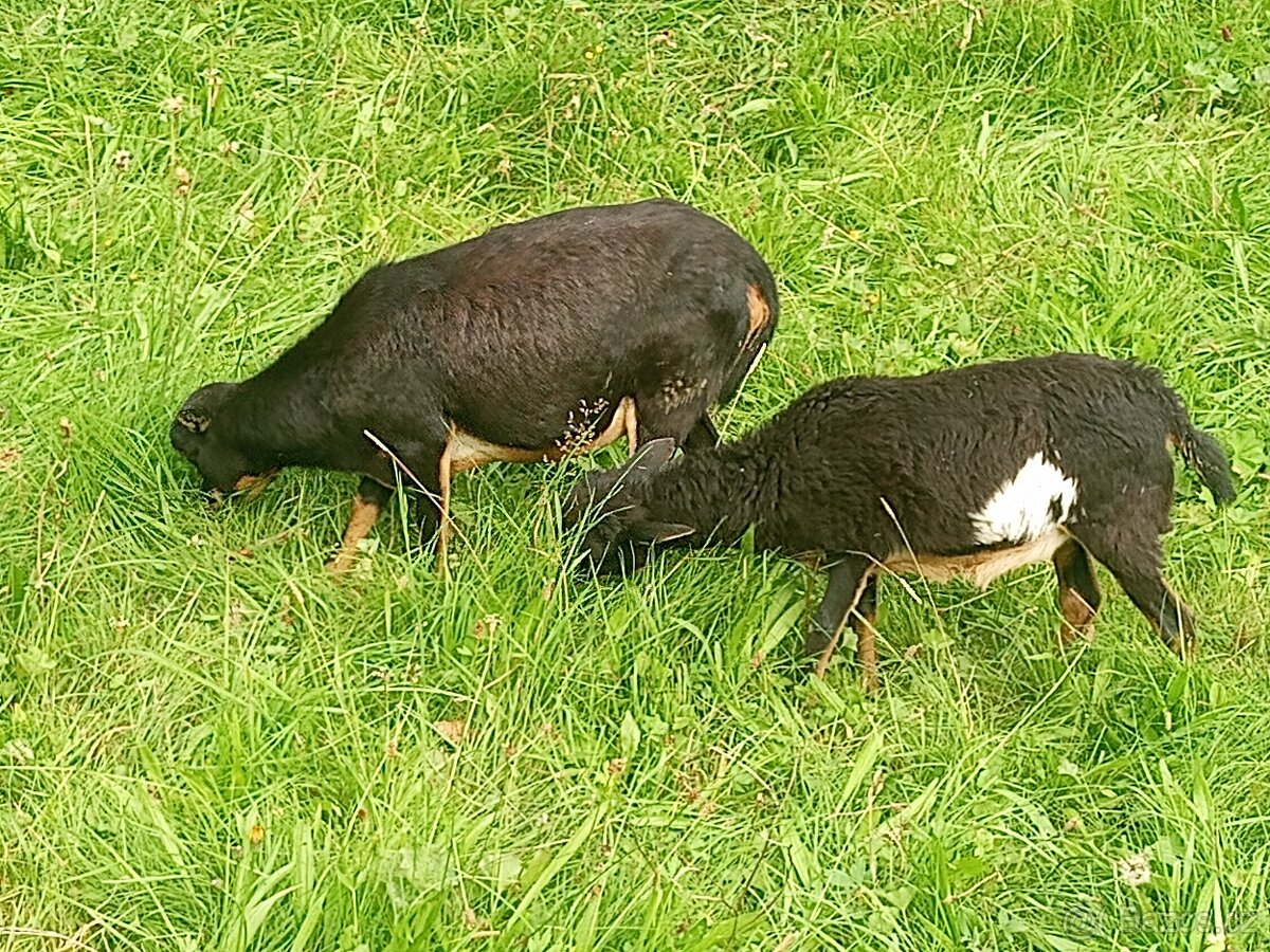 Kamerunské ovce - 4