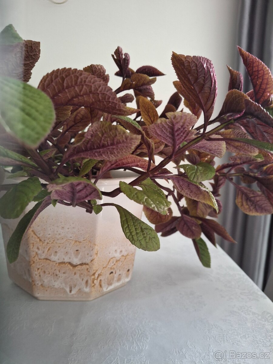 Plectrantus red + keramický obal - 4