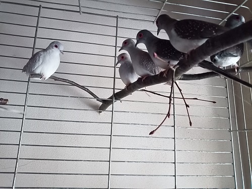 holoubek diamantový - 4