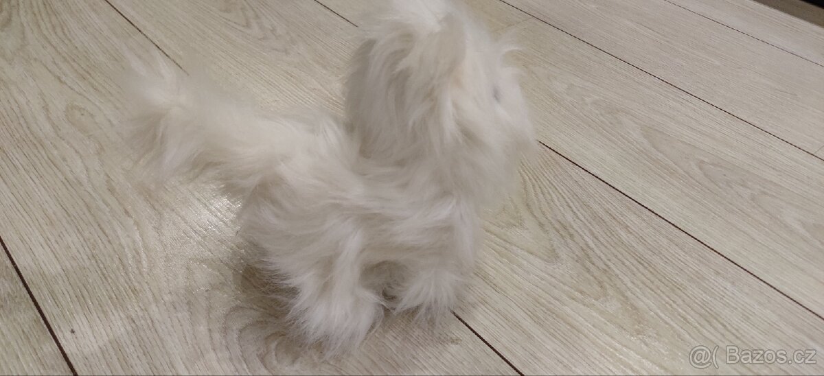 Bílá kočka - interaktivní - 4