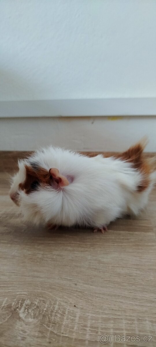 Morčátko rozetka - 4