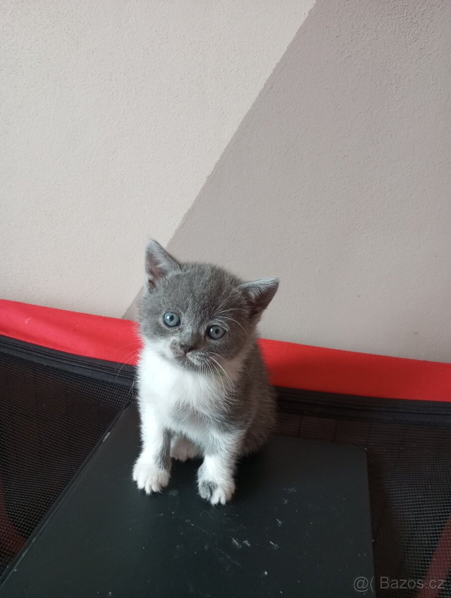 Britska kotatka - 4
