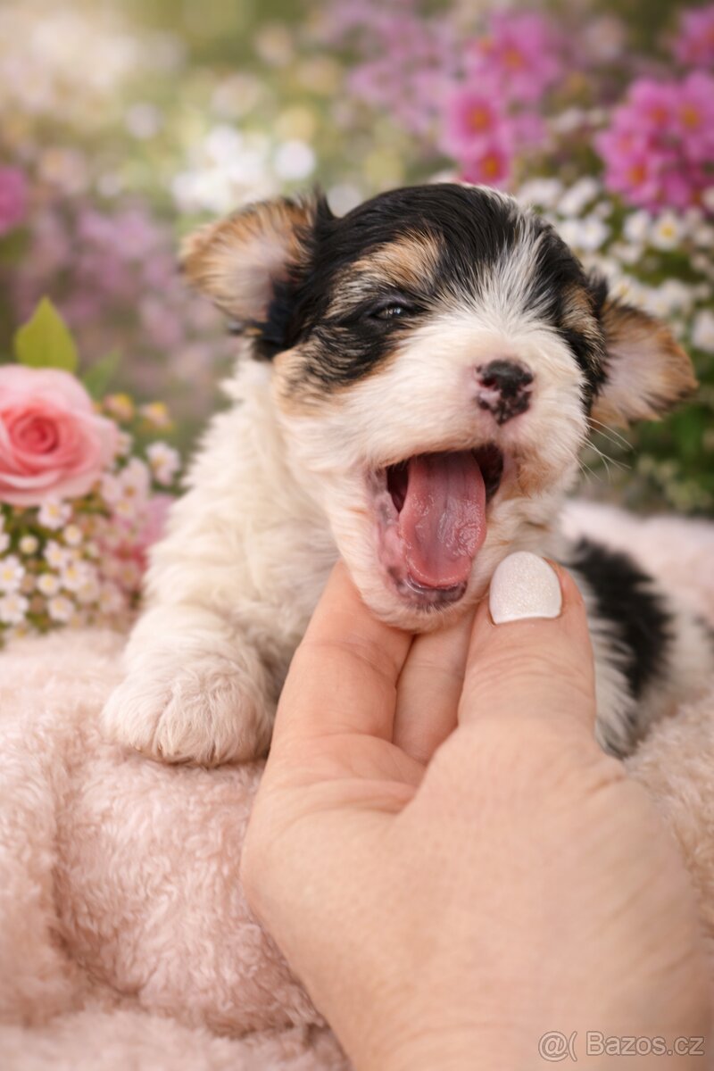 Jorkšírský teriér - 4