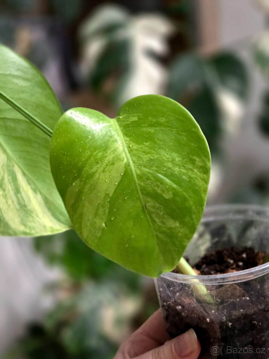 Monstera Deliciosa Aurea - 4