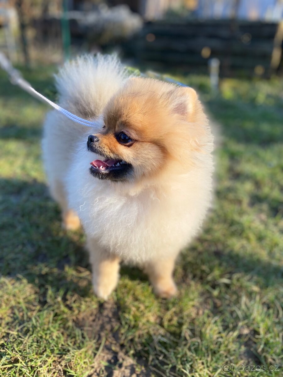 Pomeranian Fci s PP - 4