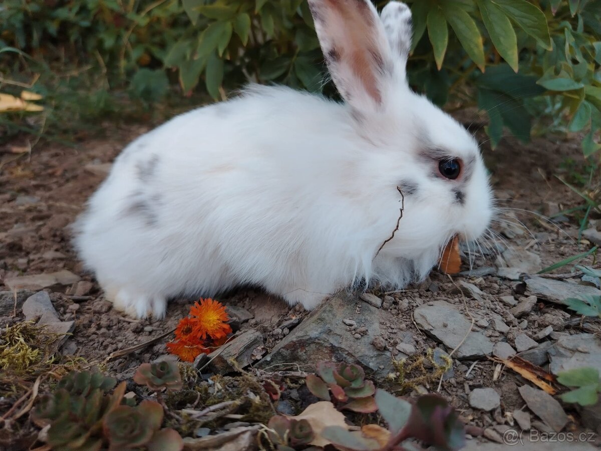Králík zakrsly králíček, samicka - 4