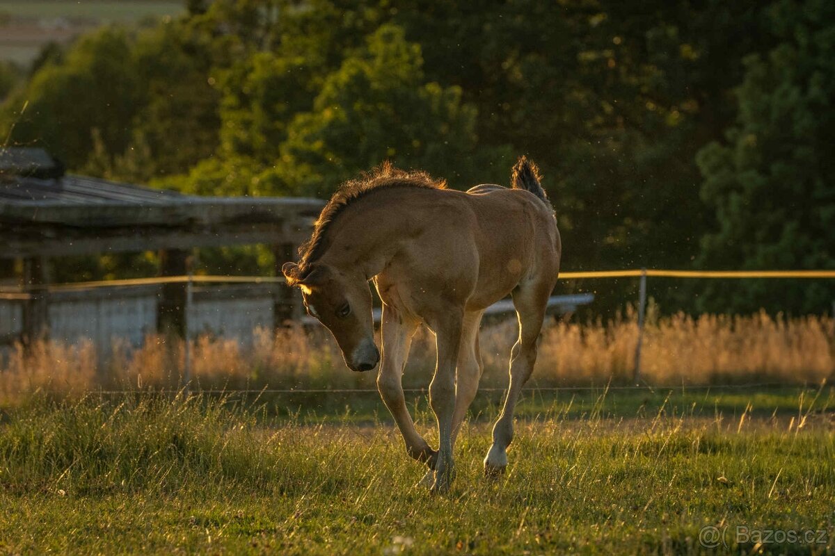 Welsh Cob hřebeček - 4
