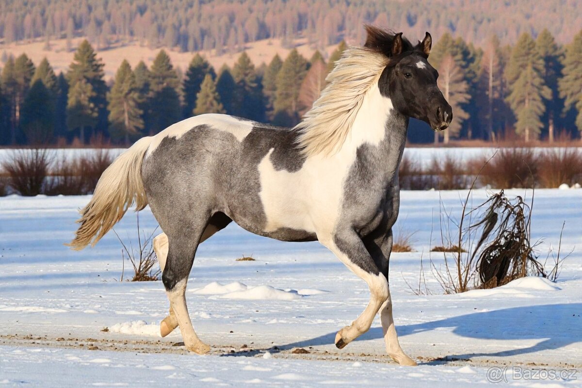 Klisna APH - 7 PANEL - 4