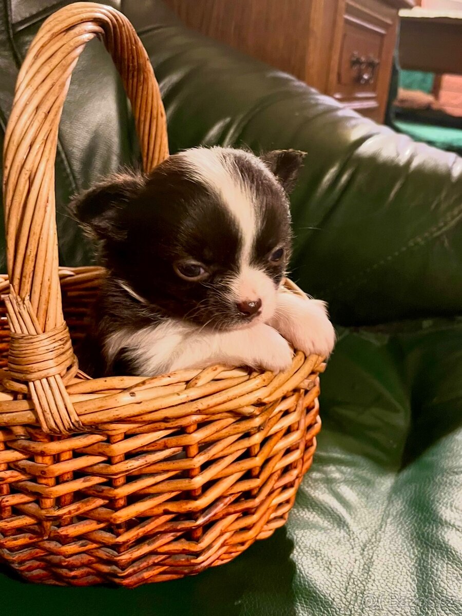 ČIVAVA DLOUHOSRSTÁ S PP- Pejsek - 4